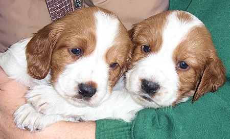 Two WSS Puppies